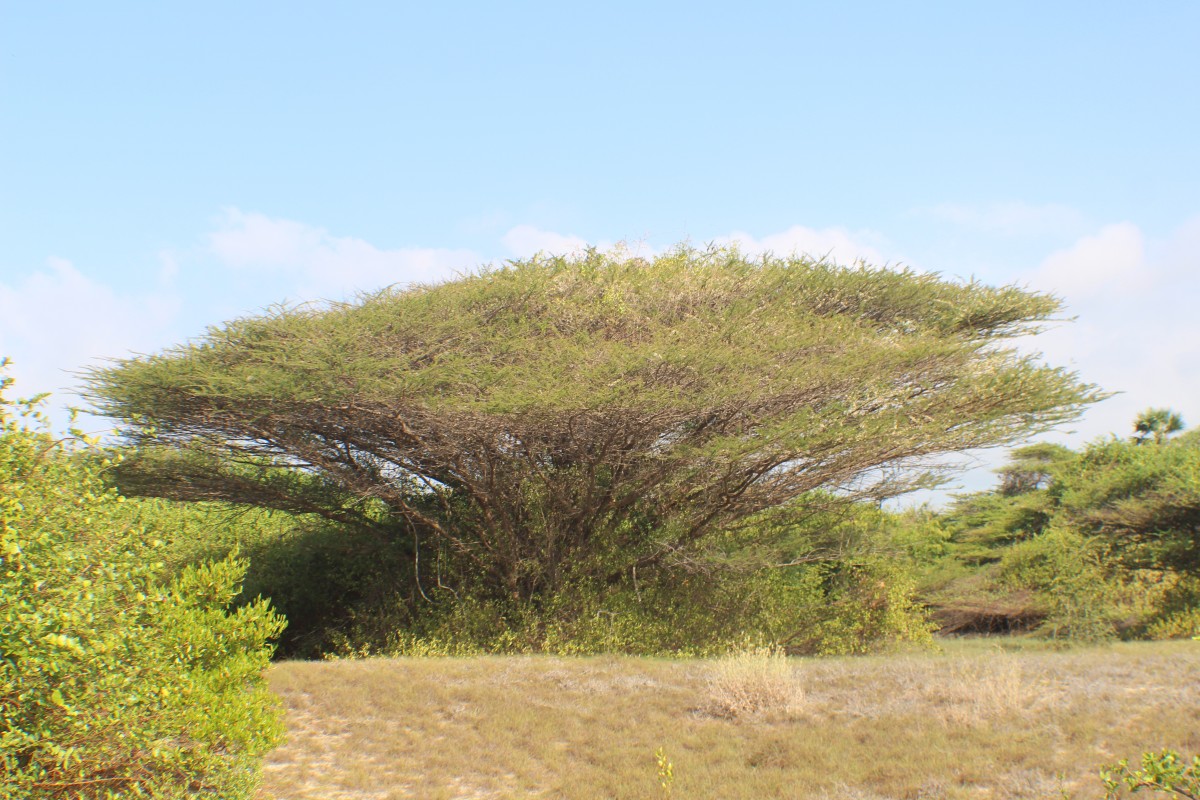 Vachellia planifrons (Wight & Arn.) Ragup., Seigler, Ebinger & Maslin